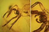Fossil Spider Exuviae (Aranea) In Baltic Amber #73324-2